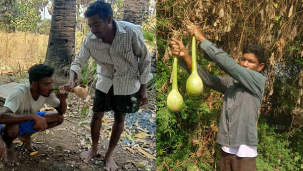 ఆనప బుర్ర... నేచురల్ వాటర్ బాటిల్... ఇంకా ఎన్నో బెనిఫిట్స్