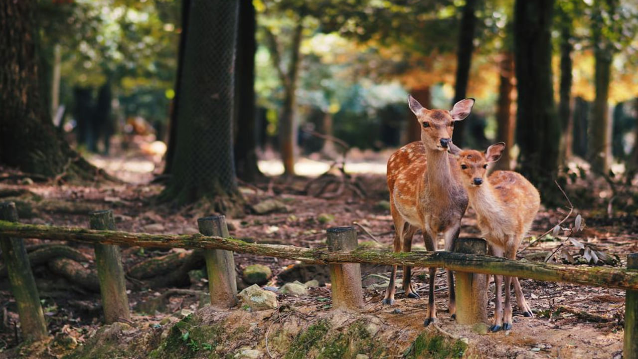 ఇతర వన్యప్రాణుల అభయారణ్యాలు: పహల్గామ్ లో రక్షిత ప్రాంతమైన అరు వన్యప్రాణుల అభయారణ్యం ఉంది. ఇది సహజ సౌందర్యానికి, వివిధ రకాల వన్యప్రాణులకు ప్రసిద్ధి చెందింది. ఈ ప్రదేశం వన్యప్రాణులకు, ప్రకృతి ప్రేమికులకు ఒక స్వర్గం లాంటిది. హంగుల్, గోధుమ ఎలుగుబంటి, చిరుతపులి నుంచి కస్తూరి జింక వరకు ఇక్కడ అనేక వన్యప్రాణులు ఉన్నాయి. అంతేకాదు ఈ అభయారణ్యంలో అనేక రకాల పక్షులు నివసిస్తున్నాయి.
