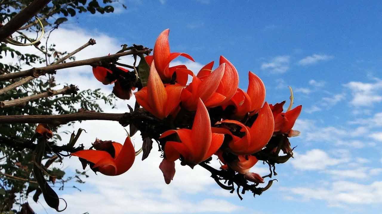 మోదుగ పువ్వులో అనేక ఔషధ గుణాలు ఉన్నాయని ఆయుర్వేద నిపుణులు చెబుతున్నారు..ఆయుర్వేదంలో వీటిని అనేక వ్యాధులకు మందుగా ఉపయోగిస్తున్నారు. మోదుగ నూనె, ఆకులు, విత్తనాలను ఆయుర్వేదంలో ఉపయోగిస్తారు. జీర్ణ సంబంధిత సమస్యలతో బాధపడేవారికి మోదుగ పూలు చాలా మంచిది. ఇది అజీర్ణం, మలబద్ధకం లాంటి సమస్యలను దూరం చేస్తాయి. మోదుగ విత్తనాల్ని పొడి చేసి దానిలో కొద్దిగా తేనె కలిపి తీసుకుంటే జీర్ణ సమస్యలు దూరం అవుతాయని నిపుణులు చెబుతున్నారు.