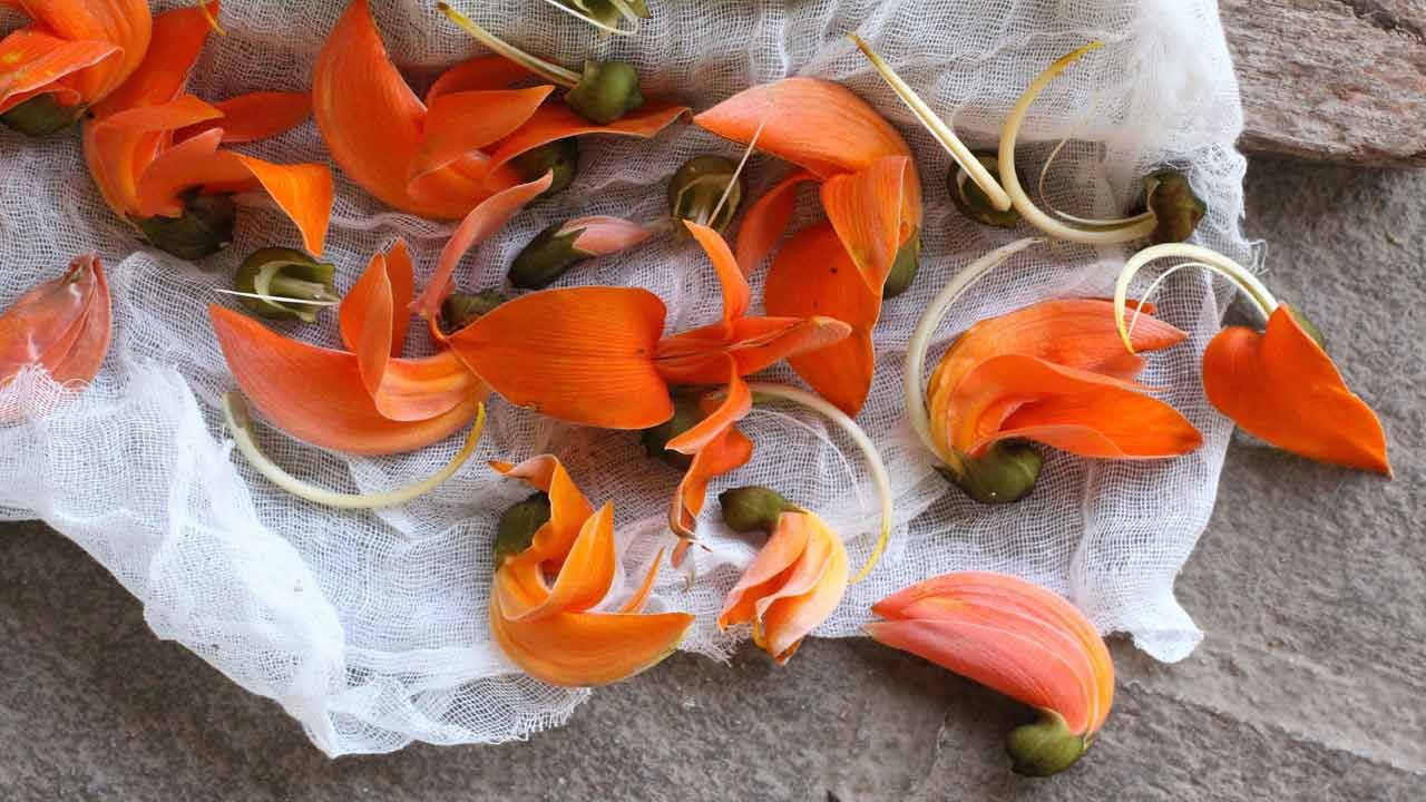 మోదుగ పువ్వు నిద్ర సమస్యలను దూరం చేస్తుందట. మోదుగ ఆకుల రసం తాగితే మంచి ఫలితం ఉంటుందని నిపుణులు చెబుతున్నారు. వేసవిలో చాలా మందికి చర్మ సంబంధిత సమస్యలు వస్తాయి. మోదుగ పువ్వుల గింజల పొడిని వాడితే దురద తగ్గుతుందని నిపుణులు చెబుతున్నారు. మోదుగ పూలు కంటి చూపును మెరుగుపరచడంలో కూడా సహాయపడుతుందని నిపుణులు చెబుతున్నారు.
