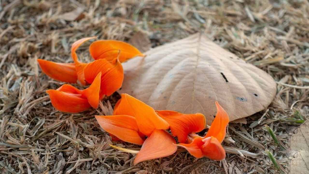 మోదుగా పూలు పరమ శివునికి ఏంతో ప్రీతికరమైనవిగా మన పూర్వీకులు చెప్పుకునేవారు. ఈ చెట్టు బెరడును ఎండబెట్టి దానిని హోమాలలొ ఉపయోగించే వారు. ఈ బెరడును కాల్చి ఇంట్లో ఉంచడం ద్వారా చెడు వాసన, దుర్గాంధము పోగొట్టవచ్చు. చెట్టు కలపను ప్యాకేజి బాక్సుల తయారీలలో కూడా వినియోగిస్తున్నారు.