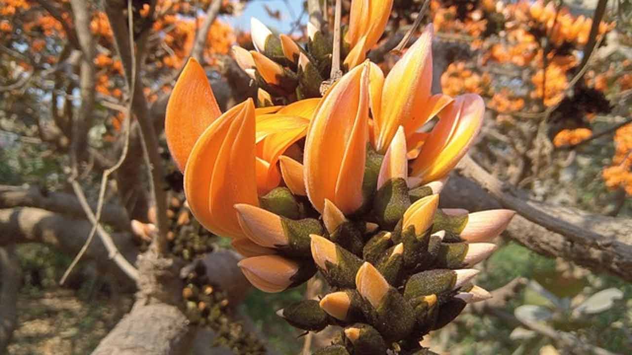 ఆరోగ్య నిపుణుల ప్రకారం.. మూత్ర సంబంధిత సమస్యలతో బాధపడేవారికి మోదుగ పువ్వుల మొగ్గలు చాలా మంచిదట. దీని పొడిని వాడితే చాలా వ్యాధులు నయమవుతాయని నిపుణులు చెబుతున్నారు. మోదుగ చెట్టు బెరడు డయేరియాను నివారిస్తుందట. దీని గింజలు క్రిమిసంహారకంగా పనిచేస్తాయి. ఆకలిని కూడా పెంచుతాయని నిపుణులు చెబుతున్నారు.