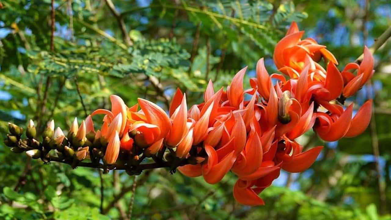 ఎర్రని అందమైన పూల గుత్తులతో మోదుగ చెట్టు చూడటానికి ఏంతో అందంగా ఉంటుంది. మోదుగ పువ్వులు చిలక ముక్కు లాగా కొక్కెం లా ఉండి నారింజ రంగులో చూపరులకు కనువిందు చేస్తాయి. మోదుగ పూల పుప్పొడిని వినియోగించి హోలీ రంగులలో కలిపే పదార్ధాన్ని తయారు చేస్తారు. ఈ మోదుగ పూల ఆకులను అనేక పూజా కార్యక్రమాల్లో ఉపయోగిస్తారు.