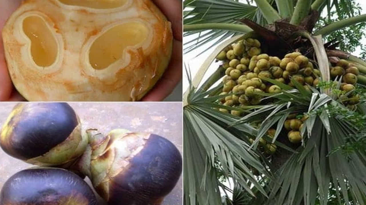 తాటి ముంజలలో ఉన్న పోషకాలు, ముఖ్యంగా పొటాషియం.. రక్తపోటు అదుపులో ఉంచడంలో సహాయపడతాయి. ఇవి చెడు కొలెస్ట్రాల్‌ను తగ్గించి, హృదయ సంబంధ సమస్యలతో పోరాడటానికి కూడా ఉపయోగపడతాయి.  వేసవిలో తరచుగా వచ్చే మొటిమలు, చర్మ సంబంధ సమస్యలు, ఎండకు కారణమయ్యే జలుబు, చెమట బొబ్బలు వంటి సమస్యలను తగ్గించడానికి చాలా ప్రభావవంతంగా పనిచేస్తాయి. ఇది చర్మం, జుట్టు ఆరోగ్యానికి కూడా మేలు చేస్తుంది. 