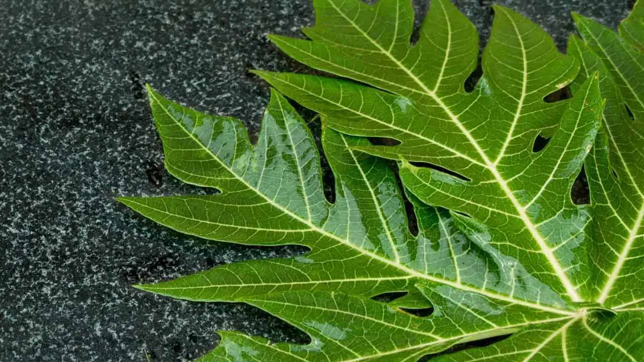 బొప్పాయి ఆకులో క్యాలరీలు తక్కువగా ఉంటాయి. కార్బోహైడ్రేట్స్, ప్రోటీన్, జీరో ఫ్యాట్ ఉంటుంది. అంతేకాదు బొప్పాయి ఆకుల్లో విటమిన్ ఏ, సీ, విటమిన్ బి కాంప్లెక్స్ ఉంటాయి. 
బొప్పాయి ఆకుల్లో ఐరన్, మెగ్నీషియం, క్యాల్షియం ,పొటాషియం, ఫాస్ఫరస్‌, జింక్ పుష్కలంగా ఉంటాయి. వీటిని నీటిలో వేసి మరిగించి తీసుకోవడం వల్ల కలిగే ఆరోగ్య ప్రయోజనాలు మెండుగా ఉన్నాయని నిపుణులు చెబుతున్నారు. 