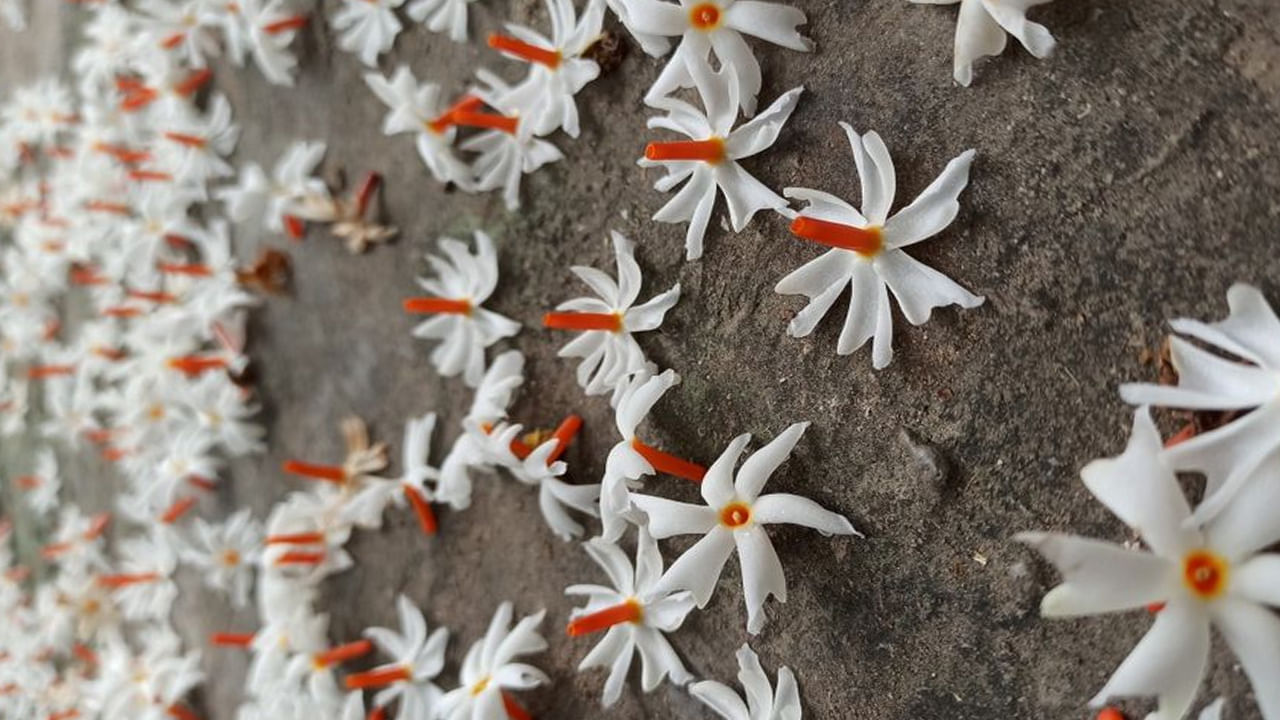 శ్వాస కోశ సమస్యలు ఉన్న వారు పారిజాతం ఆకులు, పూల టీని చేసుకుని తేనె కలుపుకుని పరగడుపున రోజూ తాగడం వల్ల ప్రయోజనం ఉంటుంది. ఊపిరితిత్తుల్లో పేరుకుపోయిన కఫాన్ని ఇది పలుచన చేసి బయటకు తోసి వేస్తుంది. అందువల్ల ఈ ఇబ్బందులన్నీ తగ్గుముఖం పడతాయి.