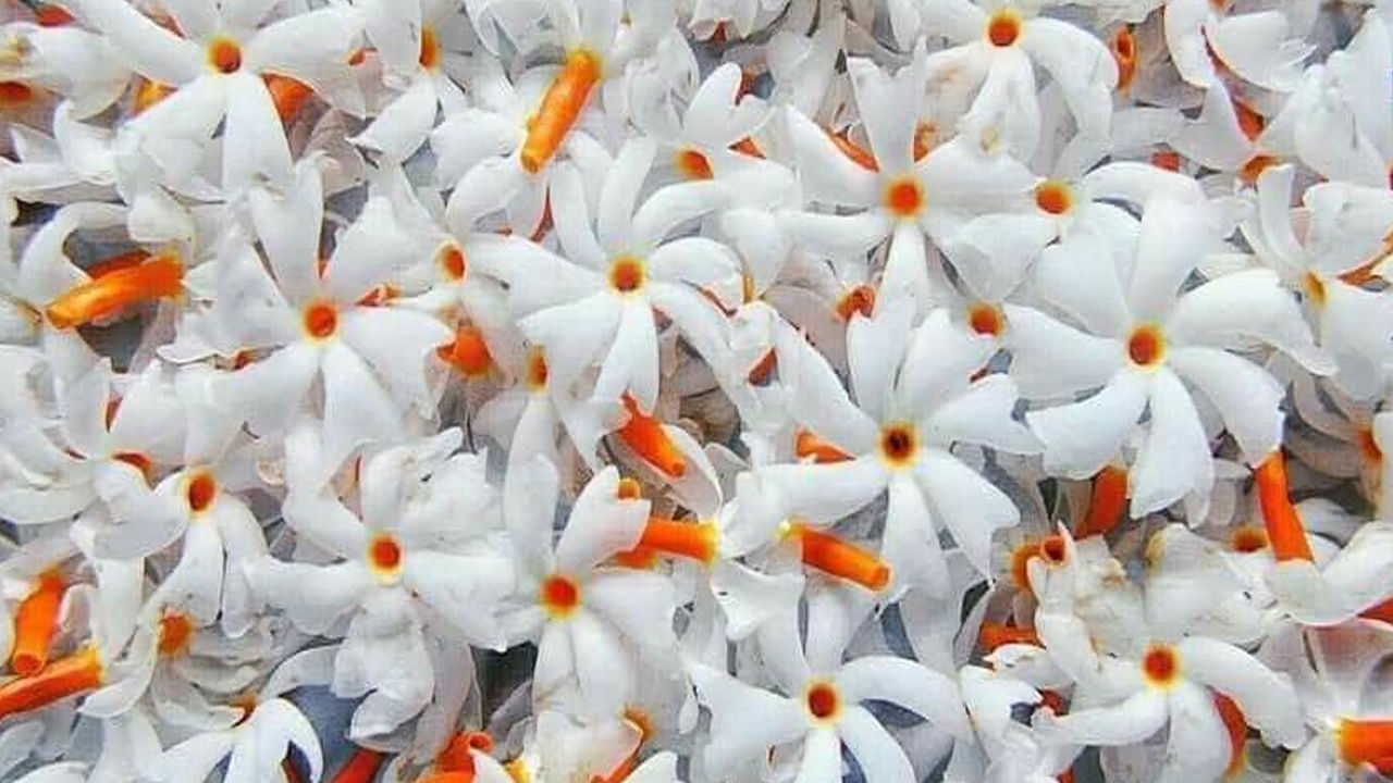  ప్రతి ఒక్కరూ జీవితం సుఖ సంతోషాలతో గడిపేందుకు డబ్బు సంపాదించడానికి కష్టపడి పని చేస్తారు. అయితే కొంతమంది ఎంత కష్టపడినా తగిన ఫలితం దక్కదు. మరోకొందరికి ఎంత సంపాదించినా చేతిలో డబ్బులు నిలవవు. చేసే పనికి మంచి జీతం లభించినా నెలాఖరులో డబ్బులకు ఇబ్బంది పడేవారు చాలా మంది ఉన్నారు. నెలాఖరులో స్నేహితులు లేదా బంధువుల నుంచి ఆర్థిక సహాయం తీసుకోవలసి రావచ్చు. దీంతో అప్పుల పాలవుతాడు. సంపాదన కంటే ఖర్చు ఎక్కువగా ఉండి ఆర్ధిక ఇబ్బందులను ఎదుర్కొంటుంటే జ్యోతిషశాస్త్రం కొన్ని పరిష్కారాలను సూచించింది. 