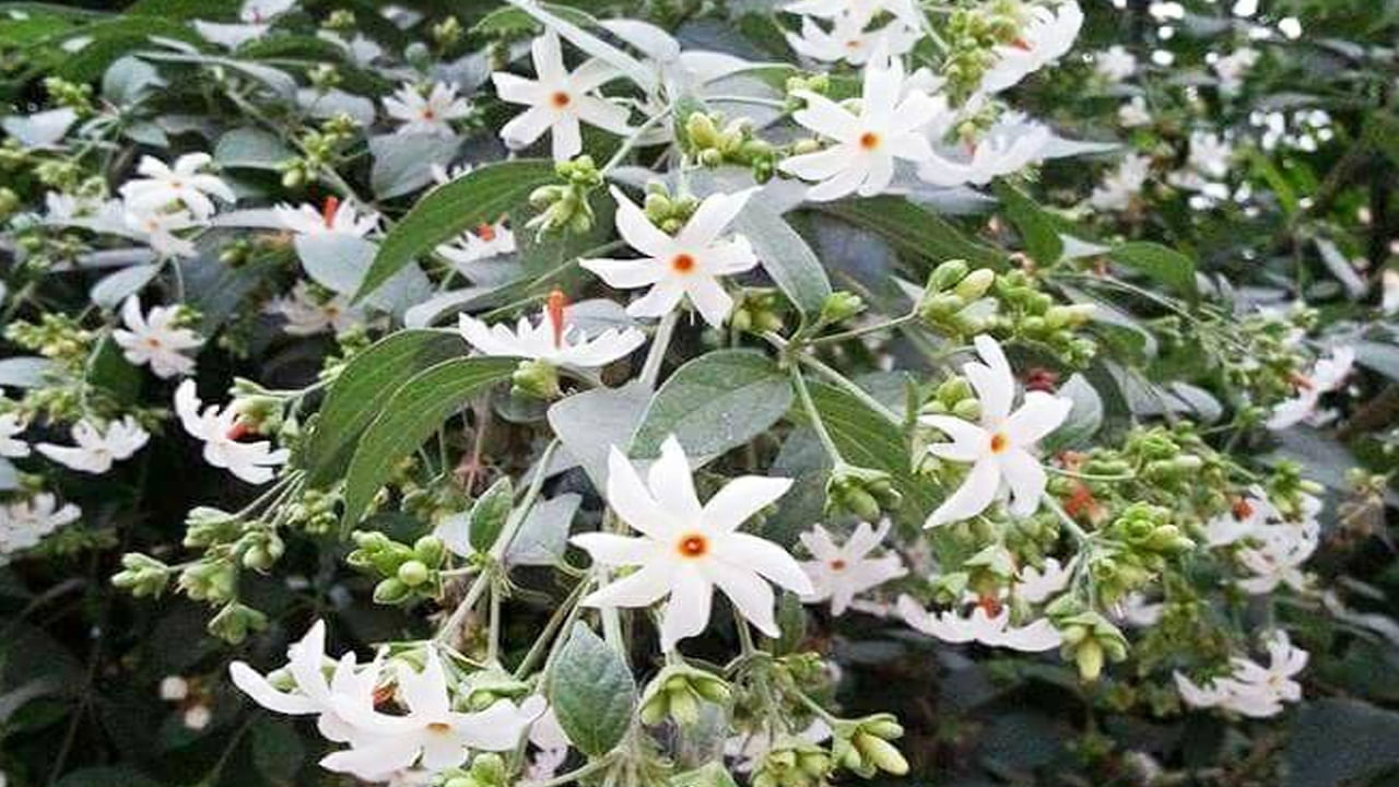 ఆయుర్వేదం ప్రకారం మానవ శరీరంలో పిత్త దోషం వల్ల అజీర్ణం సమస్య తలెత్తుతుంది. ఈ దోషాన్ని సరి చేయడంలో పారిజాత పుష్పం ఔషధంలా పని చేస్తుంది. పారిజాత పూల టీని క్రమం తప్పకుండా రోజూ తాగుతూ ఉండటం వల్ల స్త్రీ సంబంధమైన అనేక అనారోగ్య సమస్యలు దూరమవుతాయి. 