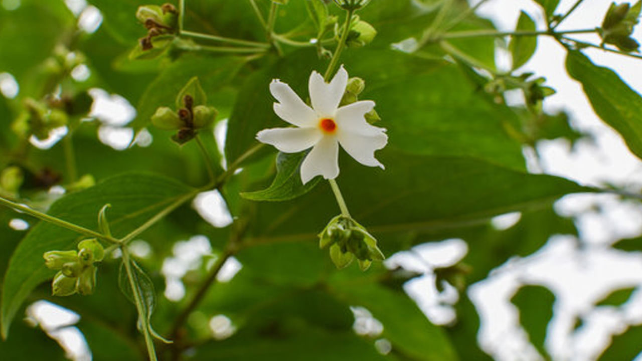 పారిజాతం ఆకులను తేనె, అల్లంతో రోజుకి రెండుసార్లు తీసుకుంటే కాలేయ సమస్యల నుంచి బయటపడొచ్చు. పారిజాతం పూలు గుండె సమస్యల్ని కూడా పోగొడతాయి. పొడి దగ్గుతో బాధపడే వారు పారిజాతం ఆకులలో తేనె కలిపి తీసుకుంటే దగ్గు సమస్య నుంచి త్వరగా బయటపడవచ్చు. 