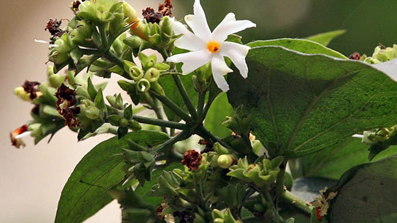 మోకాళ్ల నొప్పులు సమస్యతో చాలామంది బాధపడుతూ ఉంటారు. అలాంటప్పుడు పారిజాతం అద్భుతంగా పనిచేస్తుంది. ఆర్థరైటిస్‌ కీళ్ల నొప్పులు తగ్గడానికి పారిజాత పూల టీ లేదా ఆకుల టీ పనికి వస్తుంది. దీనిలో యాంటీ ఇన్ఫ్లమేటరీ లక్షణాలు పుష్కలంగా ఉండటం వల్ల ఇది వాపులను సమర్థవంతంగా తగ్గిస్తుంది. 