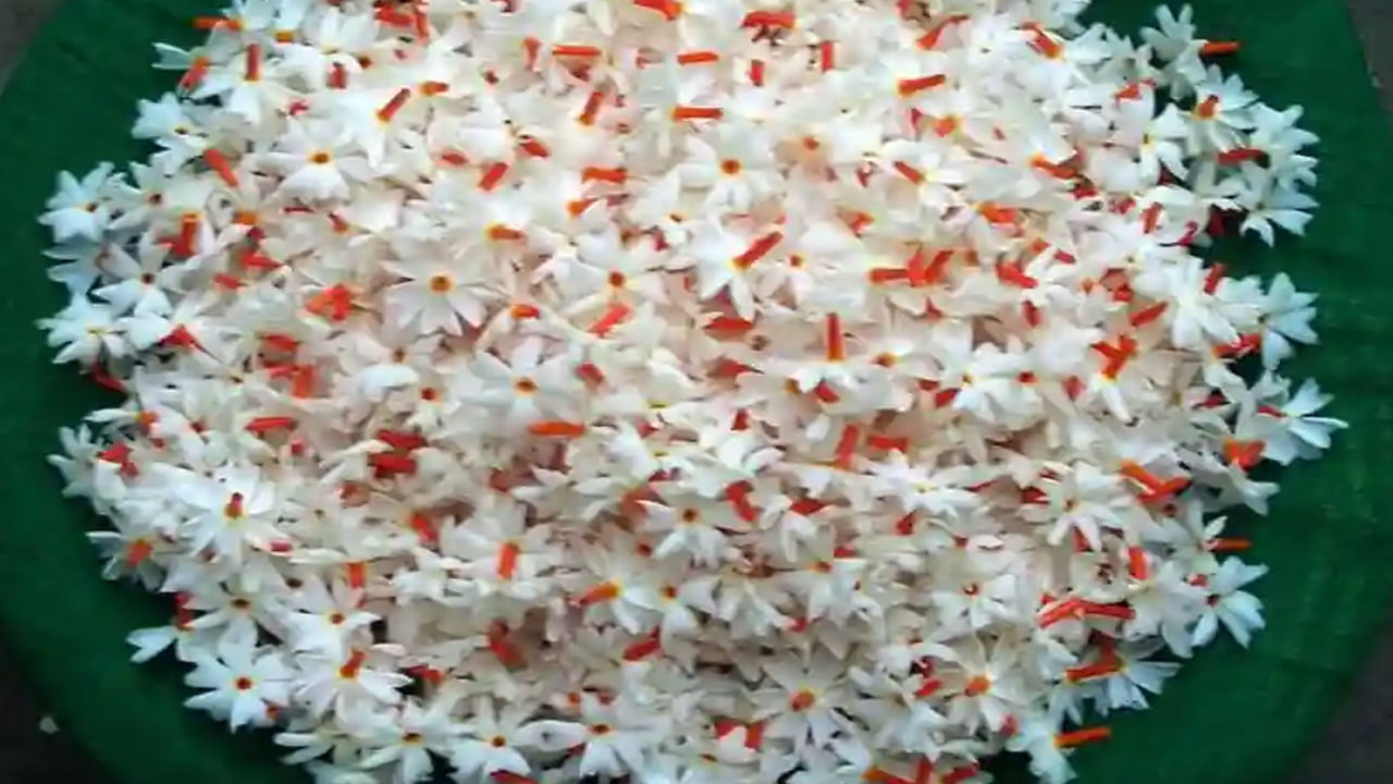  
పారిజాత మొక్కను ఇంట్లో పెంచడం వలన అప్పు తీసుకుని ఇవ్వకుండా ఇబ్బంది పెడుతున్న వారు మీ అప్పుని తీరుస్తారు. అంతేకాదు మీరు అప్పు చేస్తే ఆ ఋణం తీర్చి రుణ విముక్తి పొందవచ్చు. పారిజాత మొక్కలోని ఒక ముక్కను తేసుకుని ఎర్రటి వస్త్రంలో కట్టి లక్ష్మీ దేవి ముందు ఉంచాలి. లక్ష్మీదేవిని పారిజాతం ముక్కని పసుపు, కుంకుమలతో పూజించండి. జ్యోతిష్యం ప్రకారం కనకధార స్తోత్రాన్ని పఠించాలి. ఇలా చేయడం వలన ఖచ్చితంగా ఆర్ధిక ప్రయోజనాలు కలుగుతాయని నమ్మకం. 