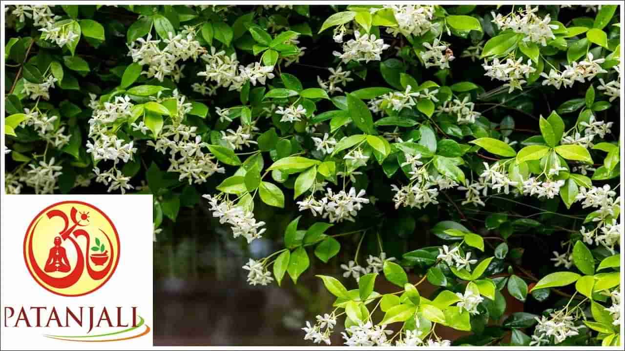 Patanjali: ఈ వ్యాధులకు చెక్‌పెట్టే జాస్మిన్‌.. యాంటీఆక్సిడెంట్‌ లక్షణాలు.. పతంజలి పరిశోధనలో కీలక అంశాలు