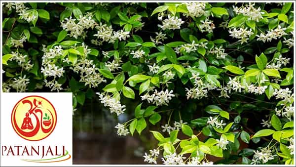 Patanjali: ఈ వ్యాధులకు చెక్పెట్టే జాస్మిన్.. యాంటీఆక్సిడెంట్ లక్షణాలు.. పతంజలి పరిశోధనలో కీలక అంశాలు