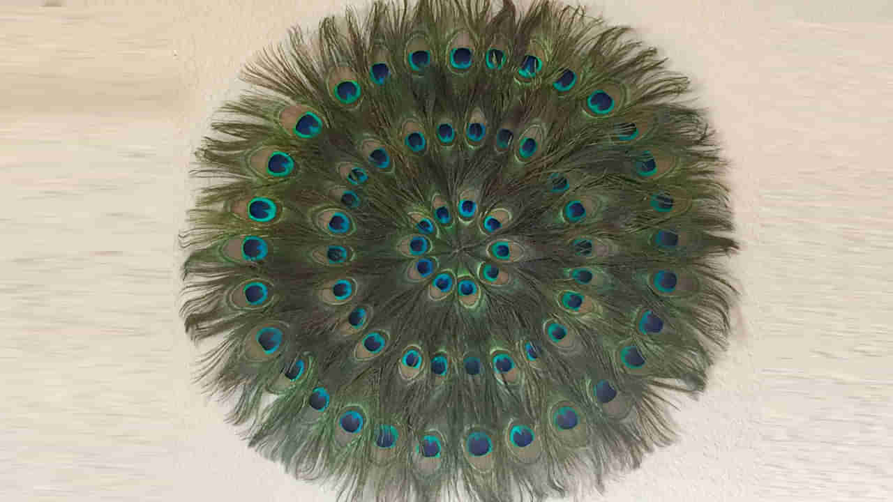 Astro Tips: ఇంట్లో సమస్యలుంటే నెమలి ఈకలతో ఈ పరిహారాలు చేసి చూడండి..