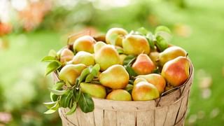 Bad Cholesterol: శరీరంలో చెడు కొలెస్ట్రాల్ కరిగిపోవాలంటే తప్పక తినాల్సిన ఆహారాలు..!