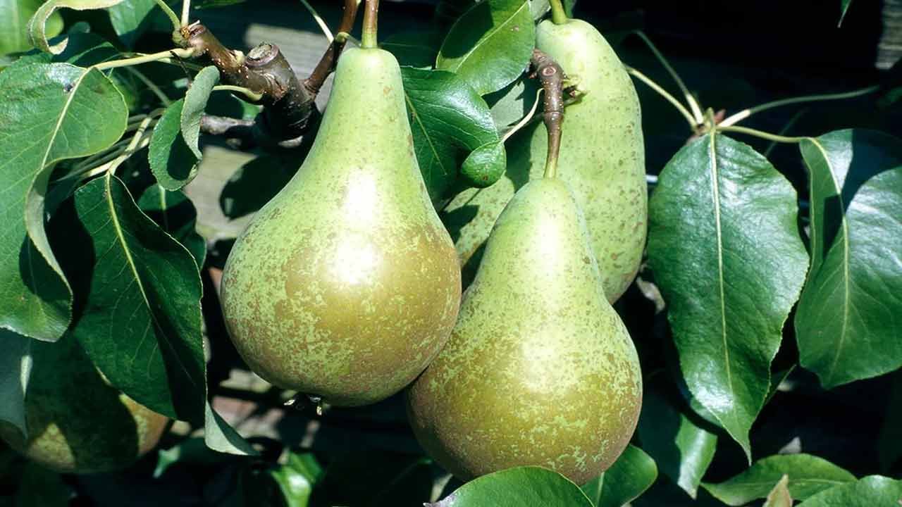 పియర్స్ పండ్లు తినడం వల్ల రక్తంలో షుగర్ లెవెల్స్ అదుపులో ఉంటాయి. ఇందులో ఉండే తక్కువ గ్లైసెమిక్ ఇండెక్స్ షుగర్ ఉన్న వారికి సహాయం చేస్తుంది. పియ‌ర్స్ పండ్ల‌లో రెండు ర‌కాల ఫైబ‌ర్‌లు ఉంటాయి. సాల్యుబుల్‌, ఇన్‌సాల్యుబుల్ ఫైబ‌ర్‌లు ఉండటం వల్ల ఈ పండ్ల‌ను తింటే షుగ‌ర్ లెవ‌ల్స్ కంట్రోల్ అవుతాయి. కొలెస్ట్రాల్ స్థాయిలు నియంత్ర‌ణ‌లోకి వ‌స్తాయి. 