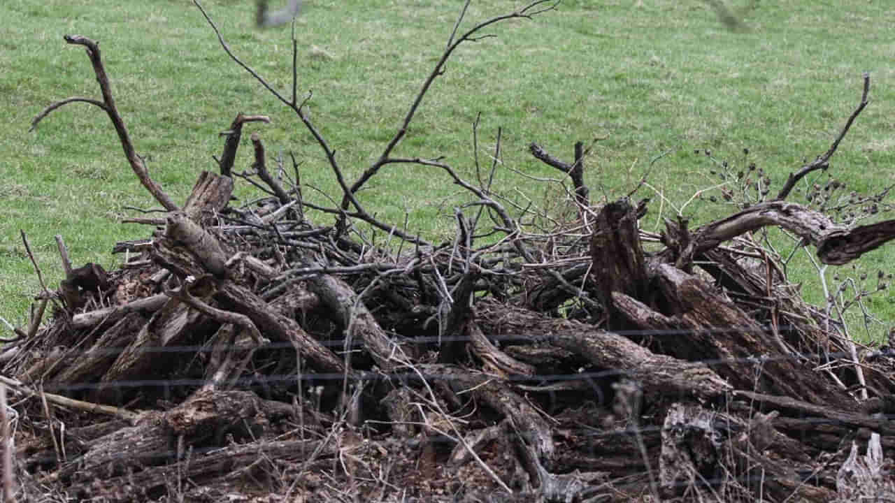 Photo Puzzle: కిర్రాక్ పజిల్ మచ్చా..! ఈ ఫోటోలో పందికొక్కును కనిపెట్టగలరా..?