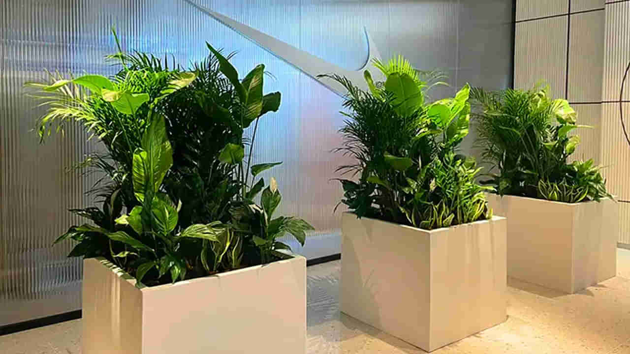 వావ్‌.. వాటే ఐడియా గురూ.. సమ్మర్ గ్రీన్ వేవ్.. ఇంట్లో మొక్కల అద్దె ట్రెండ్