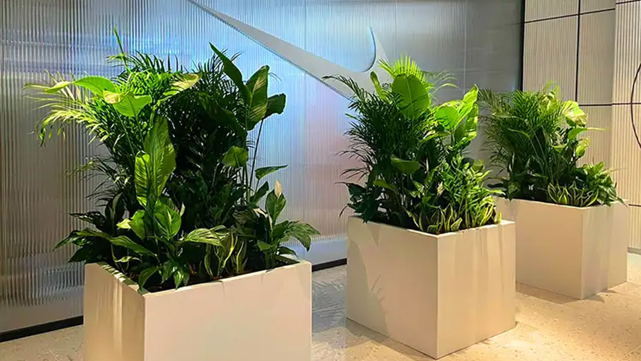 వావ్‌.. వాటే ఐడియా గురూ.. సమ్మర్ గ్రీన్ వేవ్.. ఇంట్లో మొక్కల అద్దె ట్రెండ్