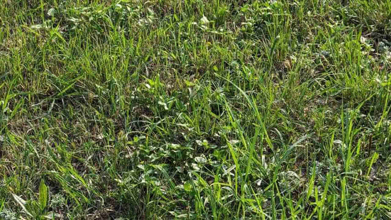 Puzzle: హలో బ్రదరూ..! కేవలం 10 సెకన్లలో ఈ ఫోటోలో పామును గుర్తిస్తే మీరు సూపర్ అంతే