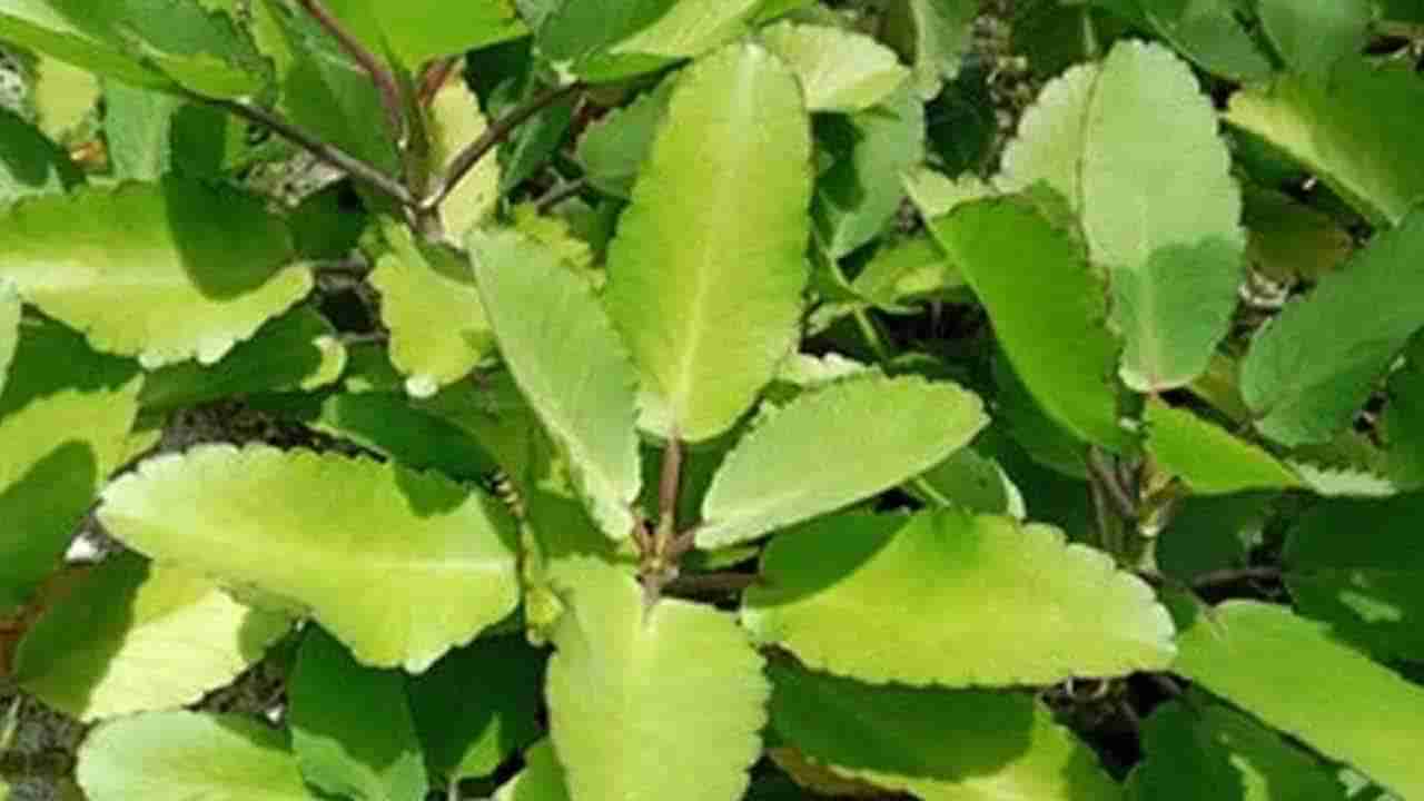 మొక్కే కదా అని లైట్‌ తీసుకుంటున్నారా..? 150కి పైగా రోగాలను ఖతం చేసే బ్రహ్మాస్త్రం..!