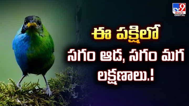 ఈ పక్షిలో సగం ఆడ, సగం మగ లక్షణాలు ఈ పక్షిలో సగం ఆడ, సగం మగ లక్షణాలు