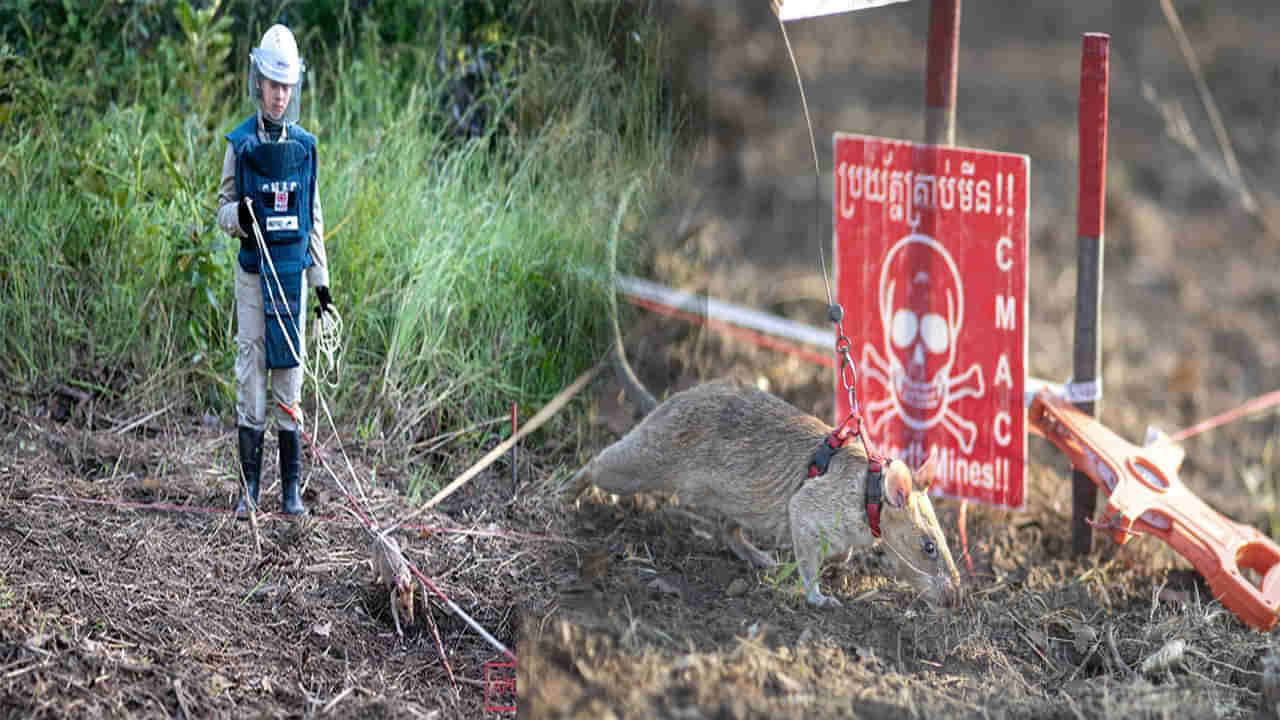 గిన్నిస్ రికార్డ్ కొట్టేసిన ఎలుక..దాని ప్రత్యేకత ఏంటో చూడండి