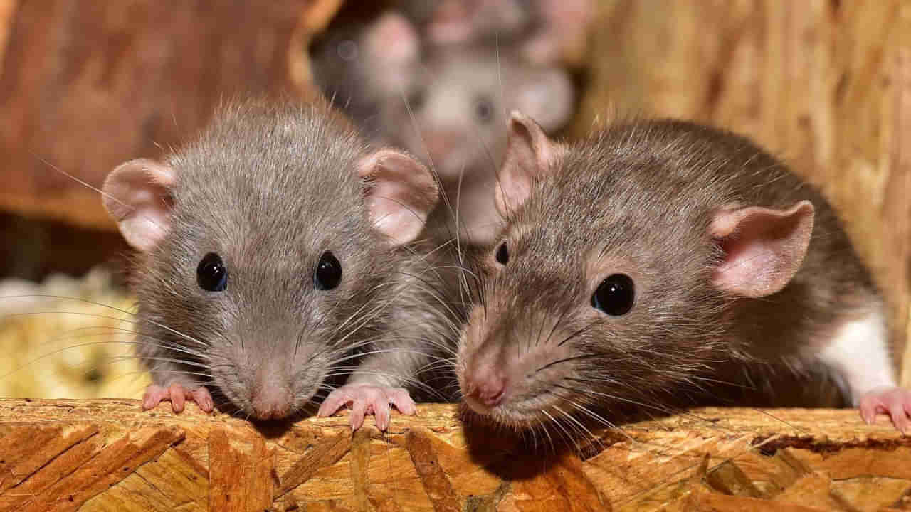 ఎలుకల్ని తరిమి కొట్టేందుకు ఈజీ టిప్స్‌.. ఇలా చేశారంటే రమ్మనా రావు..!