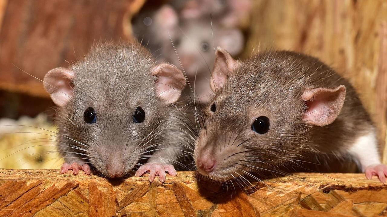 ఎలుకల్ని తరిమి కొట్టేందుకు ఈజీ టిప్స్‌.. ఇలా చేశారంటే రమ్మనా రావు..!