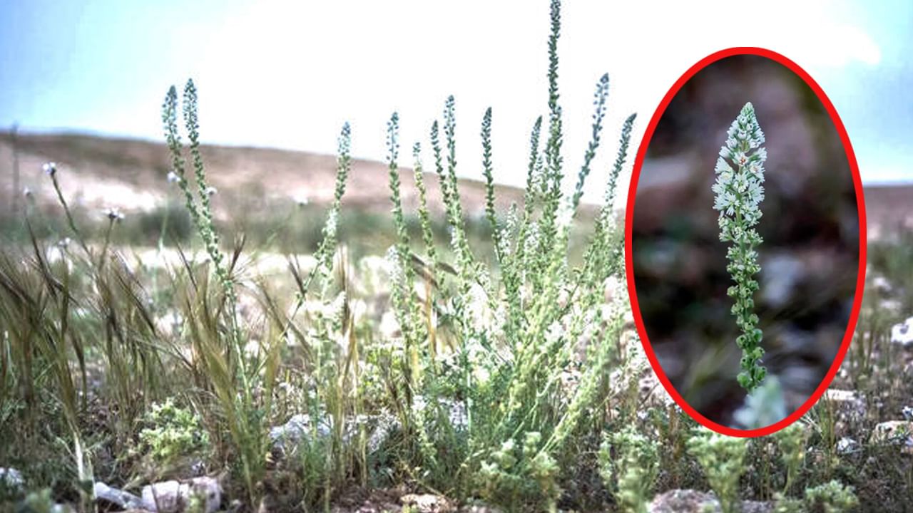 Desert plant: ఎడారి దేశంలో ఈ మొక్క బంగారు గని.. అందంతో పాటు ఎన్నో ఔషధ గుణాలు ఈ మొక్క సొంతం..