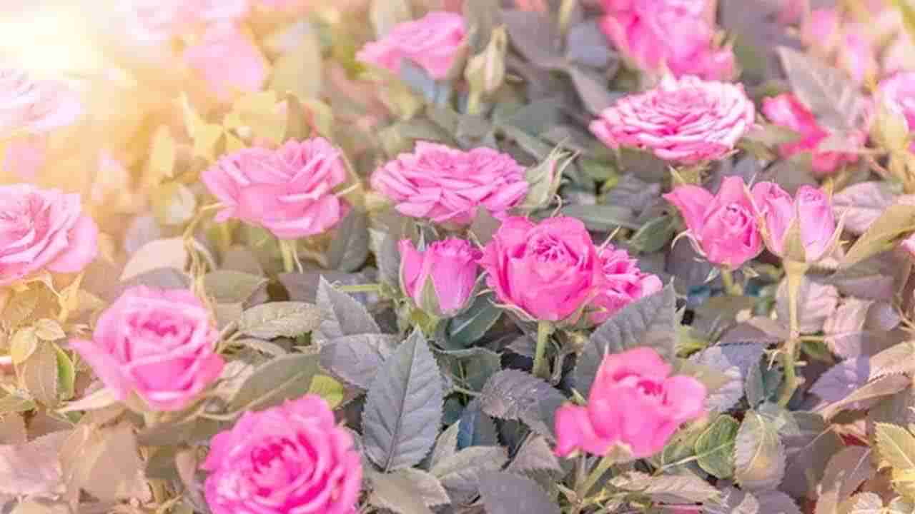 అందాల గులాబీలతో ఆరోగ్య ప్రయోజనాలు తెలిస్తే.. అదరహో అనాల్సిందే..!