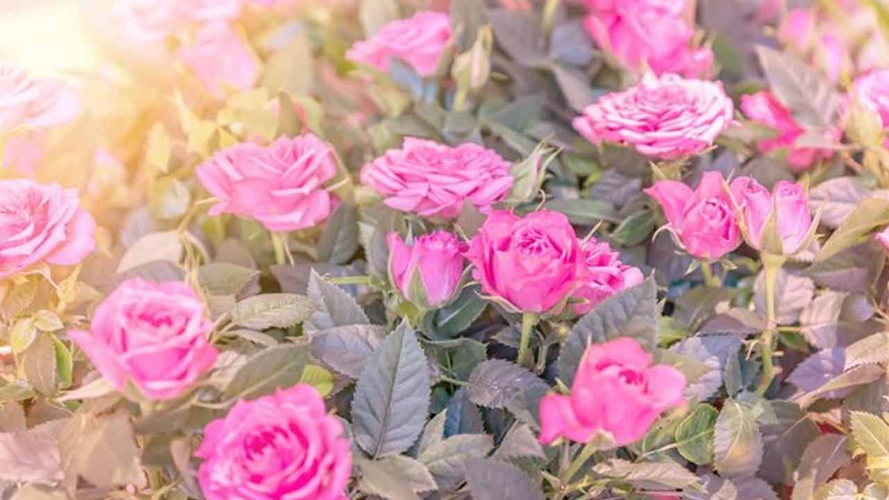 అందాల గులాబీలతో ఆరోగ్య ప్రయోజనాలు తెలిస్తే.. అదరహో అనాల్సిందే..!
