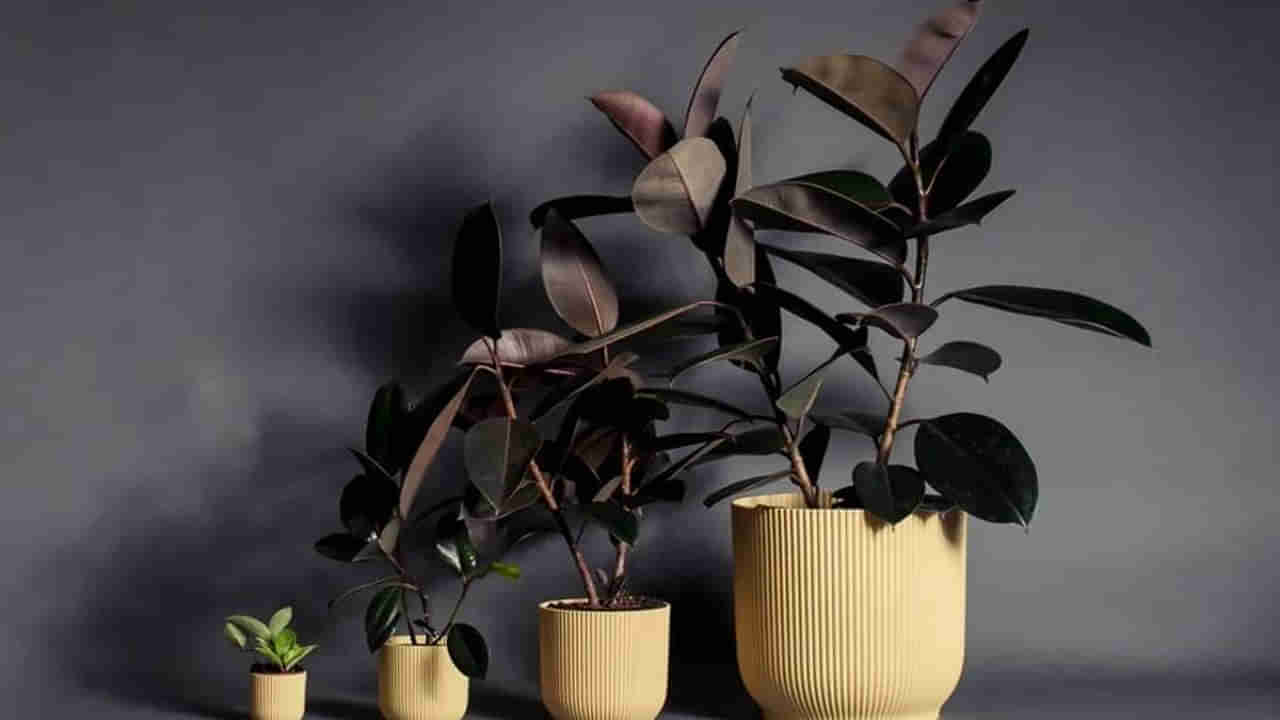 Vastu Plant: సిరి, సంపదలు తెచ్చేపెట్టే ఈ మొక్క మీ ఇంట్లో ఉంటే.. ఈ పొరపాట్లు చేయకండి..!