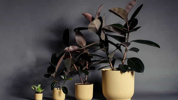 Vastu Plant: సిరి, సంపదలు తెచ్చేపెట్టే ఈ మొక్క మీ ఇంట్లో ఉంటే.. ఈ పొరపాట్లు చేయకండి..!