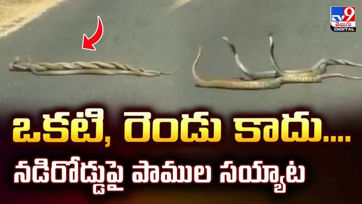 ఒకటి, రెండు కాదు.. నడిరోడ్డుపై నాట్యమాడుతున్న నాగరాజులు.. ఒకటి, రెండు కాదు.. నడిరోడ్డుపై నాట్యమాడుతున్న నాగరాజులు..