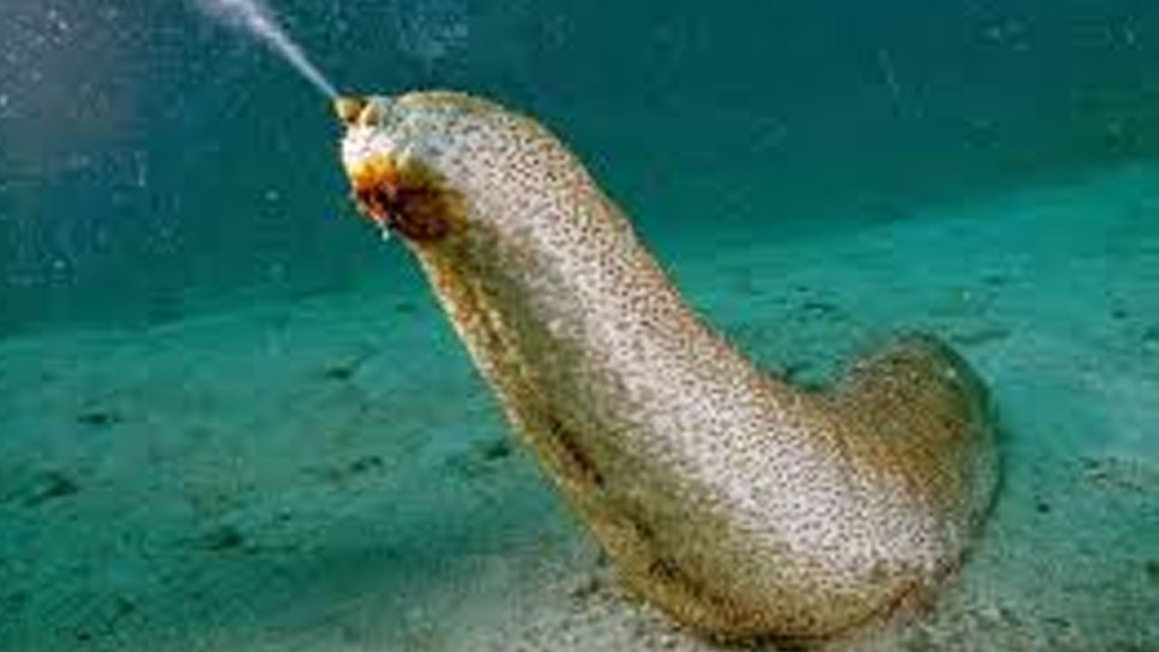 సముద్ర దోసకాయలు అవి మామూలు జీవులు కాదు. ఎక్కువగా దొరకవు. ఒక్కటి దొరికినా చాలు లక్షల్లో సంపాదించవచ్చు. అందుకే వాటిని అక్రమంగా రవాణా చేస్తుంటారు. వీటిని పట్టుకోవడం కోసం కొన్ని సార్లు ప్రాణాలను సైతం పణంగా పెట్టాల్సి ఉంటుంది. అలాగే ఈ సముద్ర దోసకాయలు చాలా ప్రత్యేకమైన జీవులు. 
