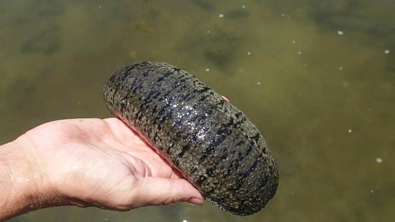 ఇవి స్థూపాకారంగా, మృదువుగా ఉంటాయి. అవయవాలు ఉండవు. కేవలం, నోరు మాత్రమే ఉంటుంది. ఆకారం చూడడానికి దోసకాయను పోలి ఉంటుంది. అందుకే ఈ జీవులను సముద్ర దోసకాయ అని లేదా కక్డి అని కూడా అంటారు. 