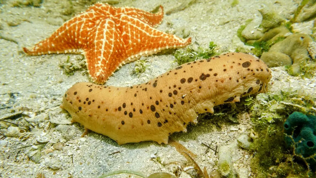 
ఈ జీవులకు కొన్ని శతాబ్దాలుగా ఆసియాలో అత్యంత డిమాండ్ ఉంది. అధికంగా ధనికులు ఆహారంగా తీసుకుంటారు. ఇతర జీవులతో పోలిస్తే వీటిల్లో ఎక్కువ మొత్తంలో ప్రోటీన్స్ ఉన్నాయి.