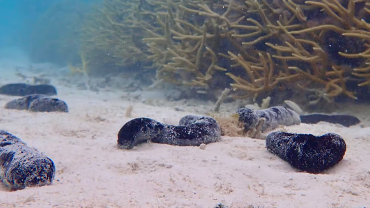 ఈ సముద్ర దోసకాయలు మన దేశంలో రక్షిత జీవుల లిస్టు లో ఉంది. వన్యప్రాణుల సంరక్షణ చట్టం 1972 ప్రకారం వీటిని పట్టుకోవడం, అమ్మడం, ఎగుమతి చేయడం చట్టవిరుద్ధం. అయితే అంతర్జాతీయ మార్కెట్లో వీటికి ఉన్న డిమాండ్ తో స్మగ్లర్లు రహస్యంగా విదేశాలకు విక్రయిస్తున్నారు.  