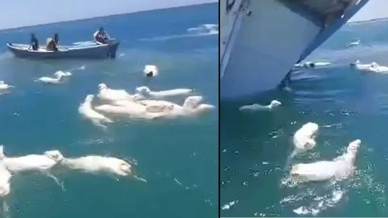 Viral Video: వేలాది గొర్రెలను తీసుకెళుతున్న షిప్ సముద్రంలో బోల్తా... మూగజీవాలు ఎలా బయటపడ్డాయంటే...