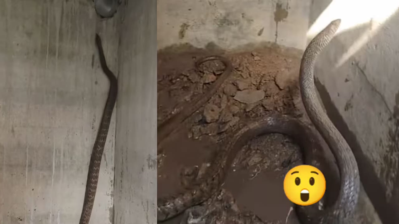 Viral Video: అమ్మో ఇలా ఎలా..! ఈ పాము వీడియో చూస్తే మీరు బెంబేలెత్తిపోవడం ఖాయం