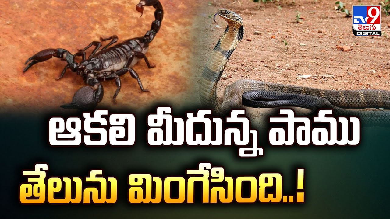 ఆకలి మీదున్న పాము.. తేలును ఎలా మింగేసిందో చూడండి.. బాబోయ్