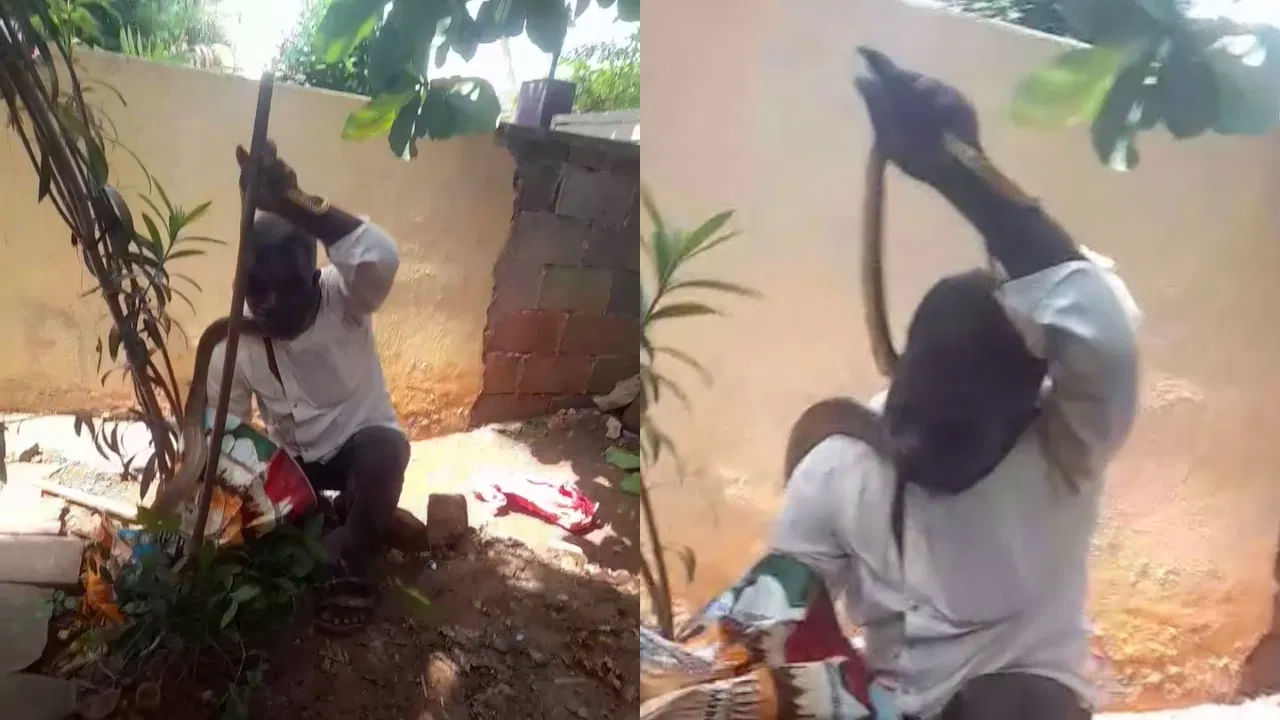 Viral: పాము కలకలం.. బంధించేందుకు స్నేక్ క్యాచర్ యత్నం.. అతని మెడను చుట్టేసి ఇలా
