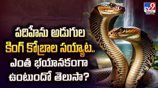 ఆకలి మీదున్న పాము.. తేలును ఎలా మింగేసిందో చూడండి.. బాబోయ్