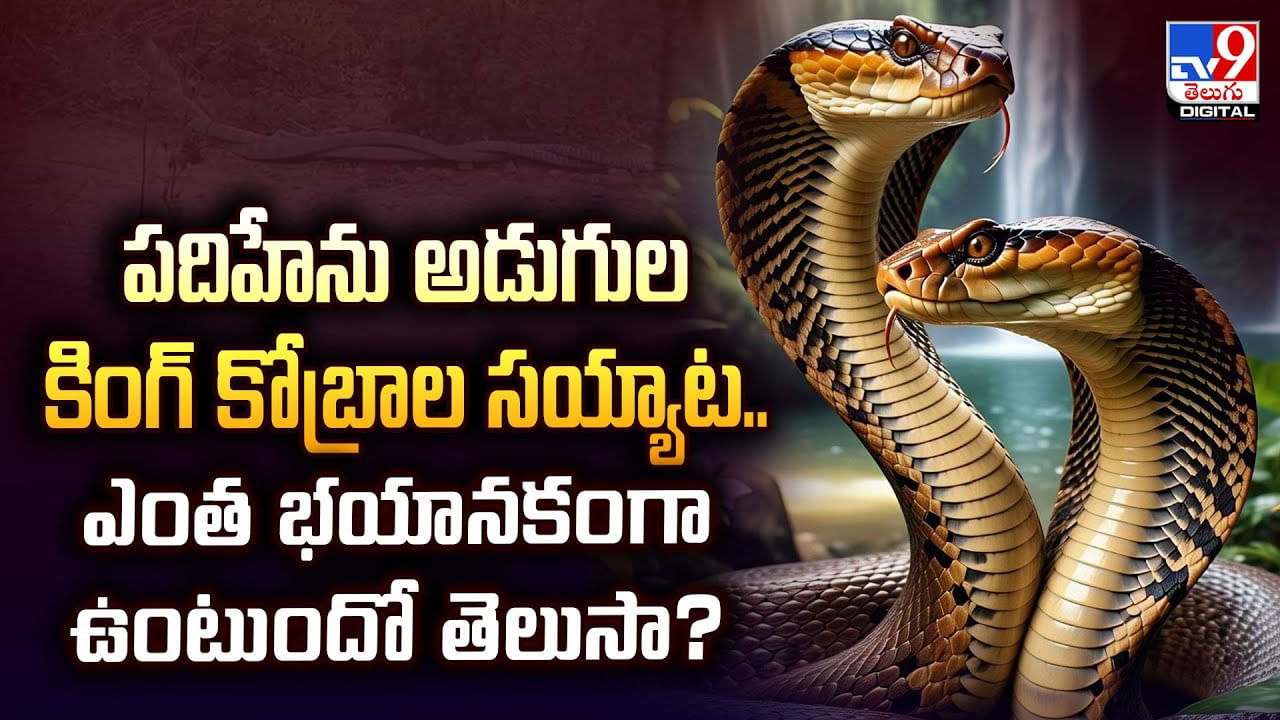 పదిహేను అడుగుల కింగ్ కోబ్రాల సయ్యాట.. ఎంత భయానకంగా ఉంటుందో తెలుసా ??