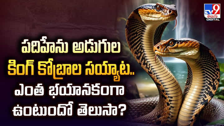 పదిహేను అడుగుల కింగ్ కోబ్రాల సయ్యాట.. ఎంత భయానకంగా ఉంటుందో తెలుసా ?? పదిహేను అడుగుల కింగ్ కోబ్రాల సయ్యాట.. ఎంత భయానకంగా ఉంటుందో తెలుసా ??