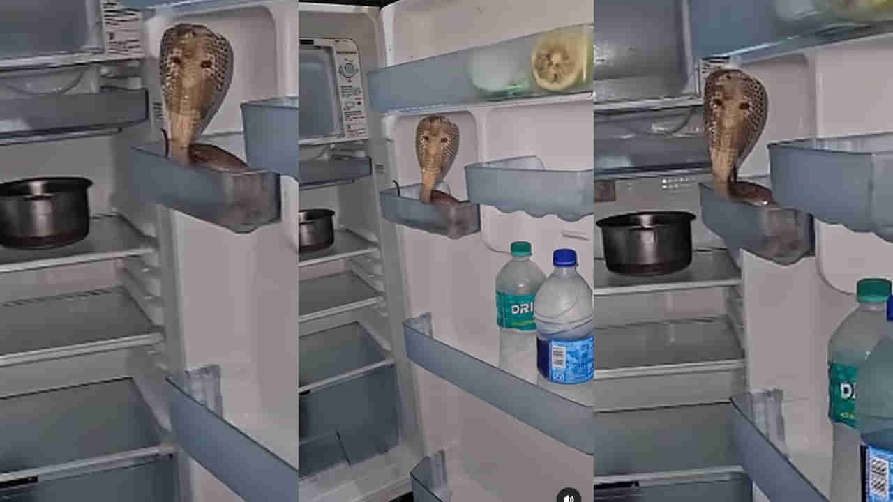 Viral Video: అక్కడికి ఎలా వెళ్లావ్ మావ.. ఫ్రిజ్‌ ఓపెన్ చేసి కంగుతిన్న మహిళ..