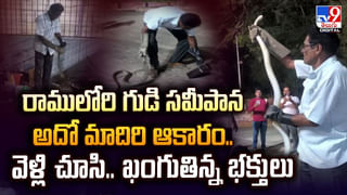 పదిహేను అడుగుల కింగ్ కోబ్రాల సయ్యాట.. ఎంత భయానకంగా ఉంటుందో తెలుసా ??