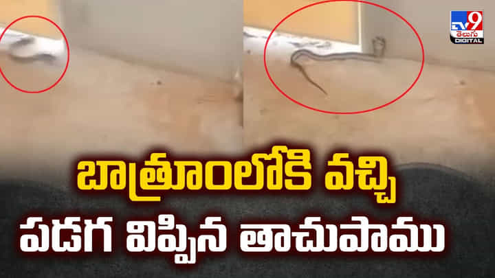 బాత్రూంలో మనిషి జలకాలాట.. ఇంతలో లోపలికి వచ్చిన అనుకోని అతిధి బాత్రూంలో మనిషి జలకాలాట.. ఇంతలో లోపలికి వచ్చిన అనుకోని అతిధి