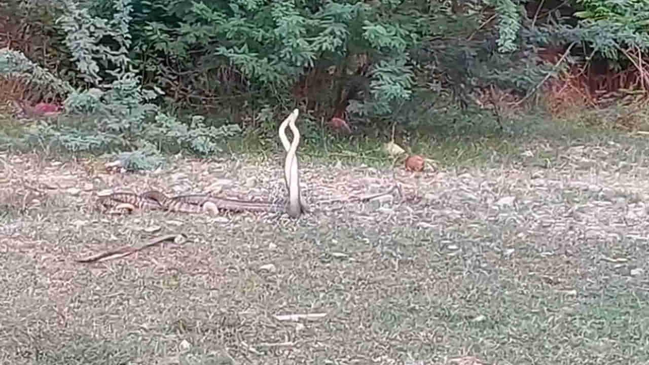 Telangana: సాయంత్రం వేళ ఇంటి పక్కనుంచి శబ్ధాలు.. ఏంటా అని వెళ్లి చూడగా..